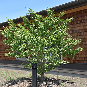 Plant Photo 9