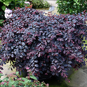 Plant Photo 9