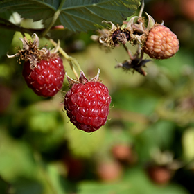 Plant Photo 3