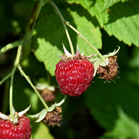 Plant Photo 8