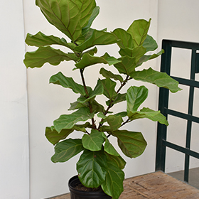 Plant Photo 2