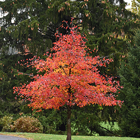 Plant Photo 8