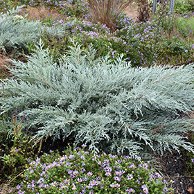 Plant Photo 6