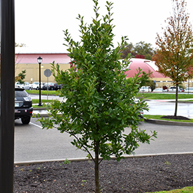 Plant Photo 9