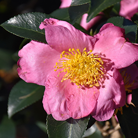 Plant Photo 10