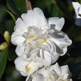 Plant Photo 10