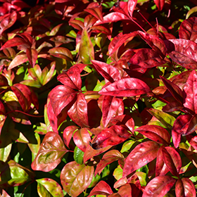 Plant Photo 6