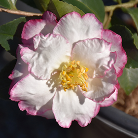 Plant Photo 9