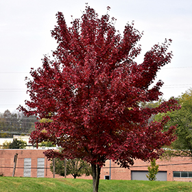 Plant Photo 2