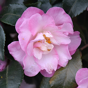Plant Photo 7