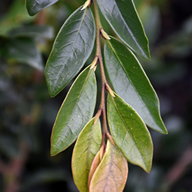 Plant Photo 2