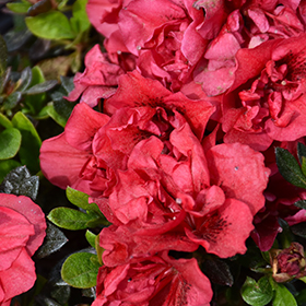 Plant Photo 1