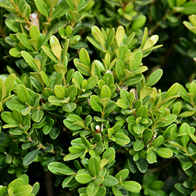 Plant Photo 9