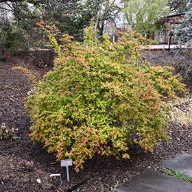 Plant Photo 2