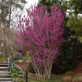 Plant Photo 2