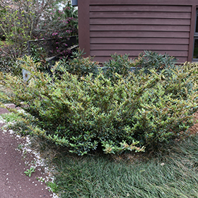 Plant Photo 10