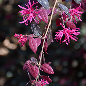Plant Photo 6