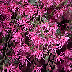 Plant Photo 2