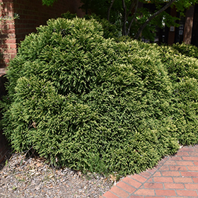 Plant Photo 4