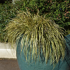 Plant Photo 1