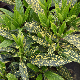 Plant Photo 1