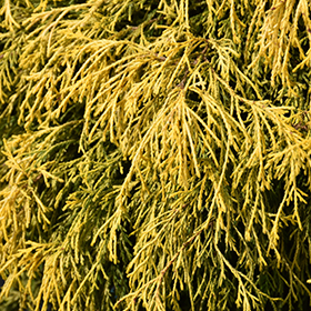 Plant Photo 6