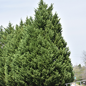 Plant Photo 6