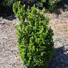 Plant Photo 8