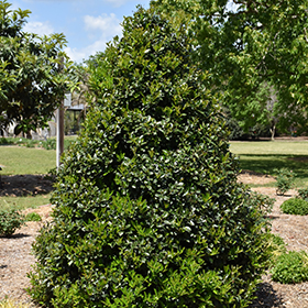 Plant Photo 5