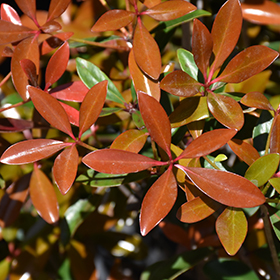 Plant Photo 10