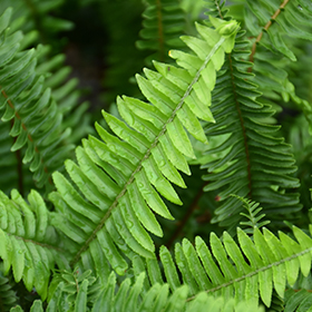 Plant Photo 7