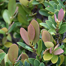 Plant Photo 1