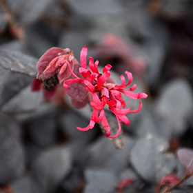 Plant Photo 5