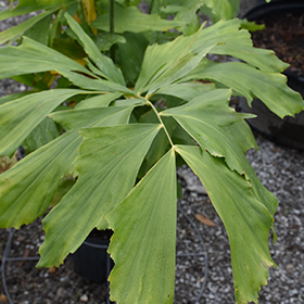 Plant Photo 2