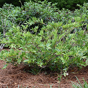 Plant Photo 3
