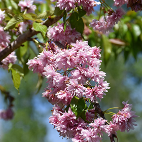 Plant Photo 5