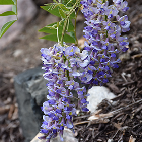 Plant Photo 9