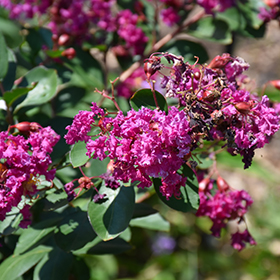 Plant Photo 7