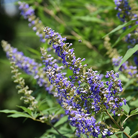 Plant Photo 2
