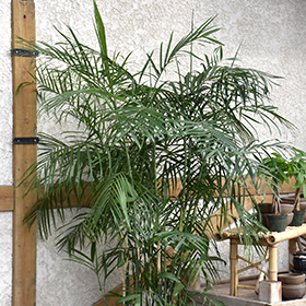 Plant Photo 4