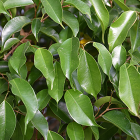 Plant Photo 6