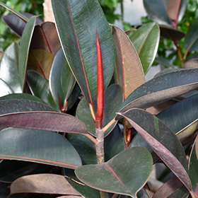 Plant Photo 1