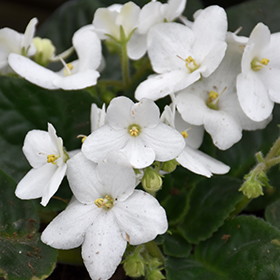 Plant Photo 1
