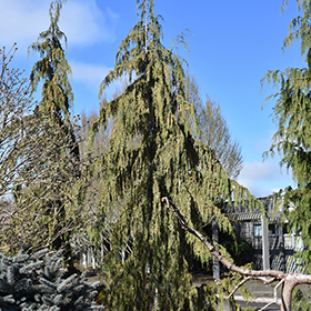 Plant Photo 6