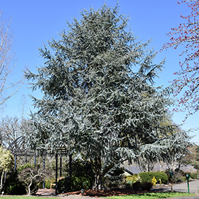 Plant Photo 7