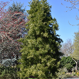 Plant Photo 9