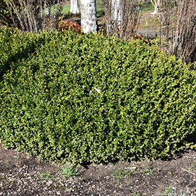 Plant Photo 10