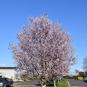 Plant Photo 3