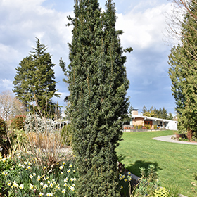 Plant Photo 4