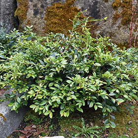 Plant Photo 4